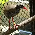 The Okinawa rail