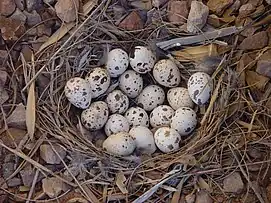 Gambel's Quail nest in San Tan Valley, AZ