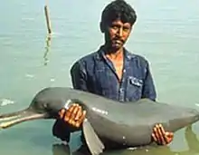 Man standing in water while holding dolphin