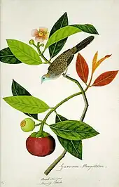 A watercolour drawing of the zebra dove or barred ground dove (Geopelia striata; known in Malay as the burung merbuk) perched on a purple mangosteen (Garcinia mangostana; Malay buah manggis) branch. It is one of 477 natural history drawings of plants and animals of Malacca and Singapore commissioned by William Farquhar.