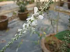 Late instar female on flowers from Chiang Mai Province, Thailand