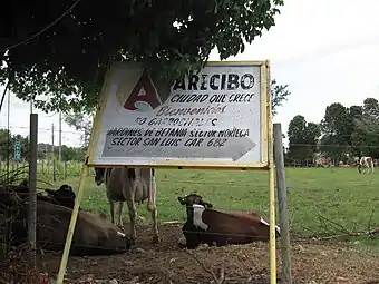 Cows at Sector Noriega, Jardines de Bethania and Sector San Luis