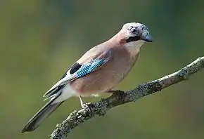 A Eurasian jay on a branch