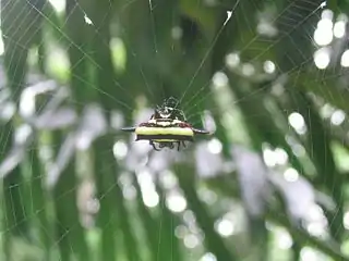 In Daintree, Queensland