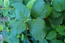 Salal - Gaultheria shallon