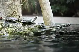 Gavialis_gangeticus_in_Prague_Zoo