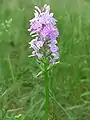 Heath spotted orchid in a wood near Müden (Örtze)