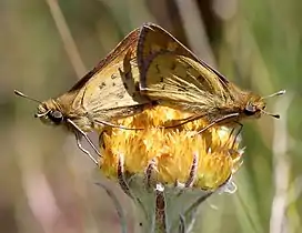 Mating pair on Helichrysum auriceps