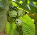 Fruits (Hyderabad, India)