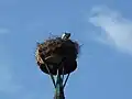 Storks' nest on the church tower