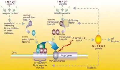 Image 31A gene regulatory network (from Evolutionary developmental biology)