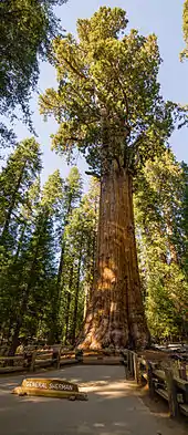 General Sherman (Sequoia National Park)