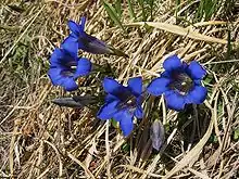 Image 16Stemless gentian (Gentiana acaulis) (from Alps)