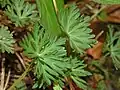 Leaves of Geranium columbinum