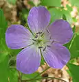 Pink Geranium flowers in a flower farmPink Geranium