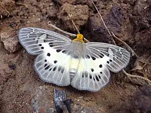 Dorsal view