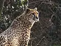 South African cheetah