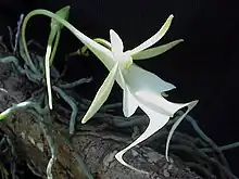 Dendrophylax lindenii