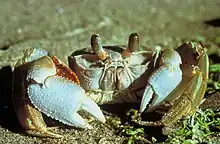 Image 15Ghost crab, showing a variety of integument types in its exoskeleton, with transparent biomineralization over the eyes, strong biomineralization over the pincers, and tough chitin fabric in the joints and the bristles on the legs (from Arthropod exoskeleton)