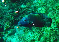 Giant Napoleon wrasse Cheilinus undulatus in Apo Reef, Philippines