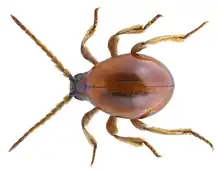 Gibbium psylloides