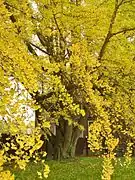 Ginkgo, November 2014