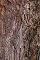 Trunk bark