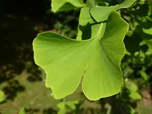 Ginkgo (uncommon)