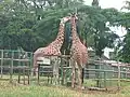 Giraffes feeding