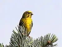 European serin Serinus serinus