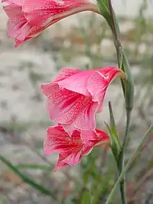 Gladiolus caryophyllaceus