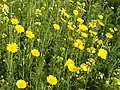 Field of Crown daisies