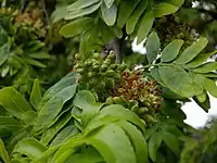 Detail of flowers