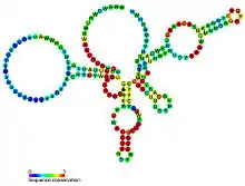 GlmS ribozyme:  Secondary structure for the riboswitch marked up by sequence conservation. Family RF00234.