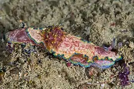 Glossodoris acosti