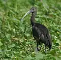 Glossy ibis