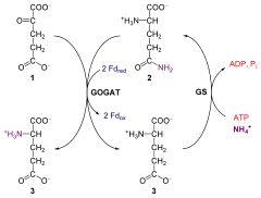 Glutamine oxoglutarate aminotransferase and glutamine synthetase