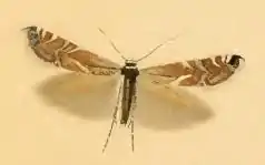 Glyphipterix simpliciella