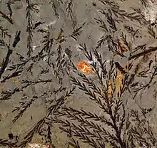 A slab of gray rock featuring several thin branches with thistle-like leaves