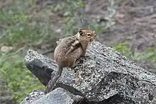 Golden Mantled Ground Squirrel