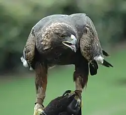 Golden eagleAquila chrysaetos