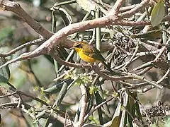 Male at Mailee Thaatch (11,000 ft.) in Kullu - Manali District of Himachal Pradesh, India