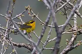 From Pangolakha Wildlife Sanctuary in East Sikkim, India.