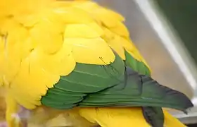 Closeup of green outer wing