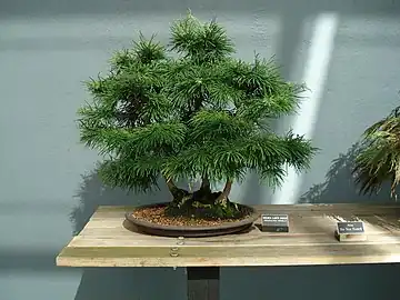 Bonsai example