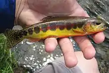 Golden Trout