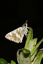 Ventral view