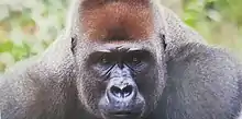 Adult gorilla with silverback