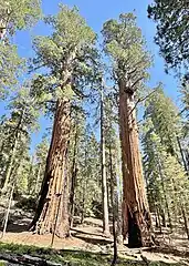 Gothic Arch/Alta 2 Tree (right) & Near Gothic Arch/Alta 1 Tree (left)