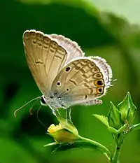 Ventral view